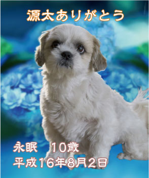 ペットのメモリアル写真修正例02後