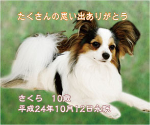 ペットのメモリアル写真修正例03後