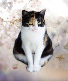 12桜