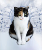 14水花